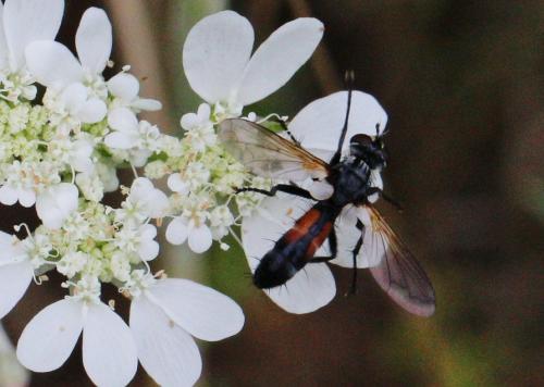 Cylindromyia sp.